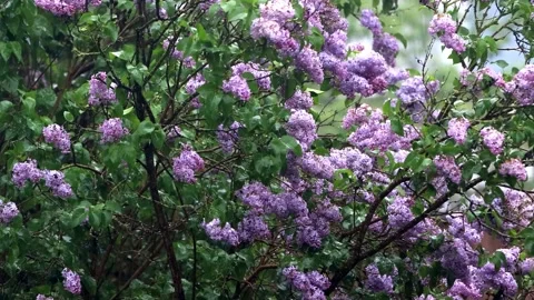 Flowering lilac tree in rain Stock Footage 246187179