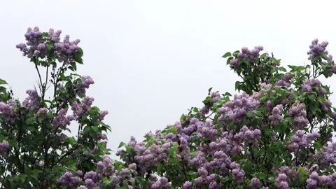 Flowering lilac tree in spring Stock Footage 241907745
