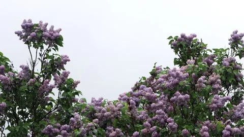 Flowering lilac tree in spring Stock Footage 241922138