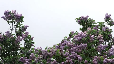 Flowering lilac tree in spring Video stock 246182687