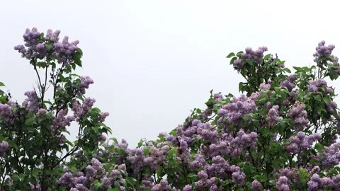 Flowering lilac tree in spring Stock Footage 246182813