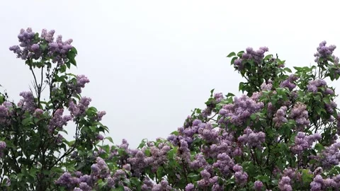 Flowering lilac tree in spring Stock Footage 246187074