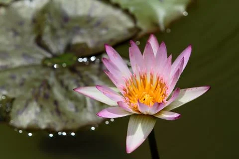 Flowering Lilly Pad Stock Photos