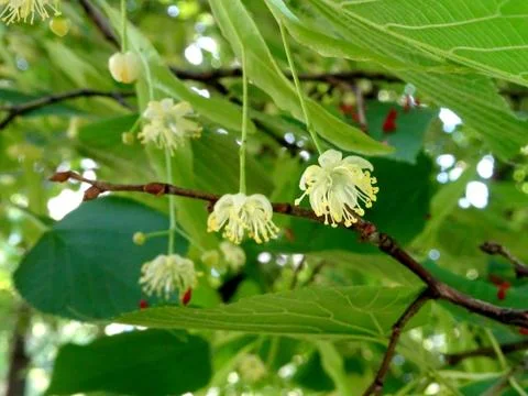 Flowering lime tree, linden tree on a bright sunny day in early summer on a b Stock Photos