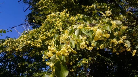 Flowering linden branches Video stock 105691200