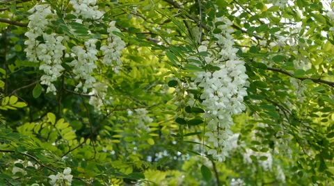 Flowering Locust #2 스톡 동영상 5298218