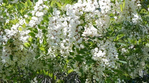 Flowering Locust cluster Video stock 5298177
