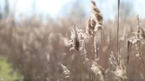Flowering lush spikelets develop in the wind in the field Stock Footage 153036414