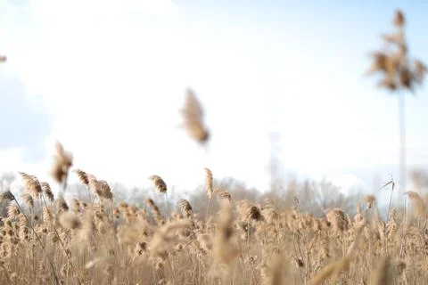 Flowering lush spikelets develop in the wind in the field Stock Photos
