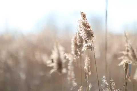Flowering lush spikelets develop in the wind in the field Stock Photos