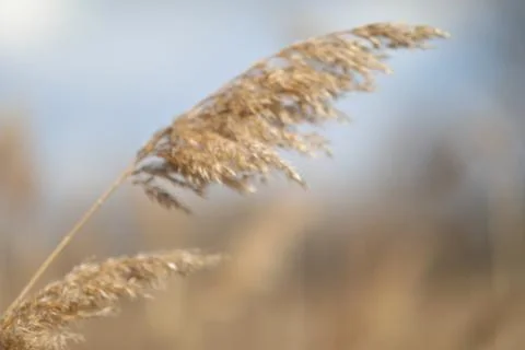 Flowering lush spikelets develop in the wind in the field Stock Photos