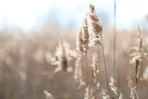 Flowering lush spikelets develop in the wind in the field Stock Photos