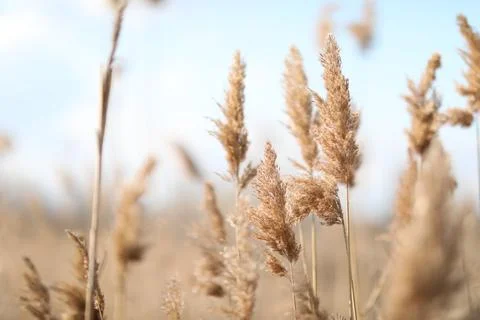 Flowering lush spikelets develop in the wind in the field Stock Photos