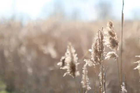 Flowering lush spikelets develop in the wind in the field Stock Photos