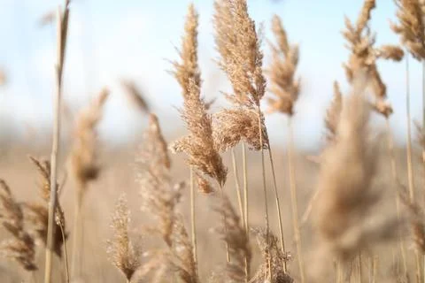 Flowering lush spikelets develop in the wind in the field Stock Photos