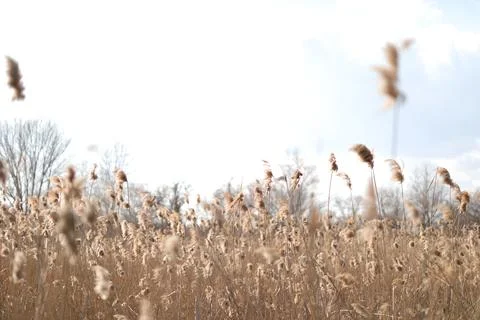 Flowering lush spikelets develop in the wind in the field Foto stock