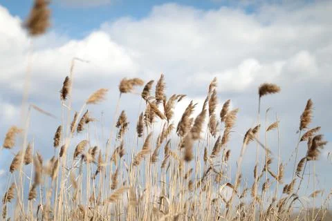 Flowering lush spikelets develop in the wind in the field Stock Photos