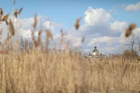 Flowering lush spikelets develop in the wind in the field Stock Photos