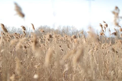 Flowering lush spikelets develop in the wind in the field Stock Photos