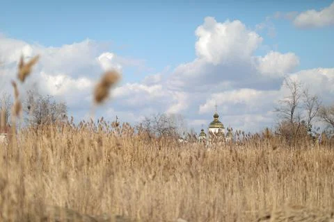 Flowering lush spikelets develop in the wind in the field Stock Photos