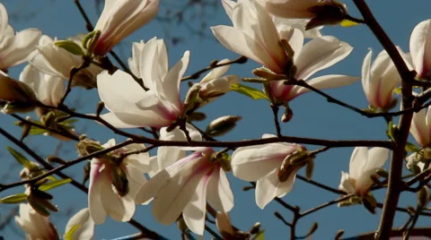 Flowering magnolia Stock Footage 3179138