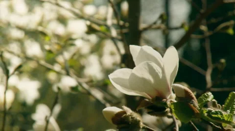Flowering magnolia Stock Footage 3272232