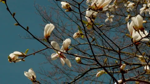 Flowering magnolia Stock Footage 3274692