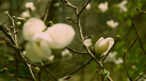 Flowering magnolia Stock Footage 3274741