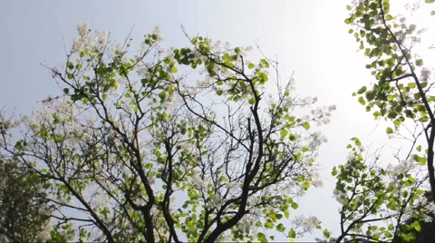 Flowering magnolia tree Stock Footage 907616