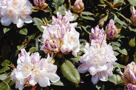 Flowering Magnolia Tulip Tree. Magnolia bush with white flowers Stock Photos