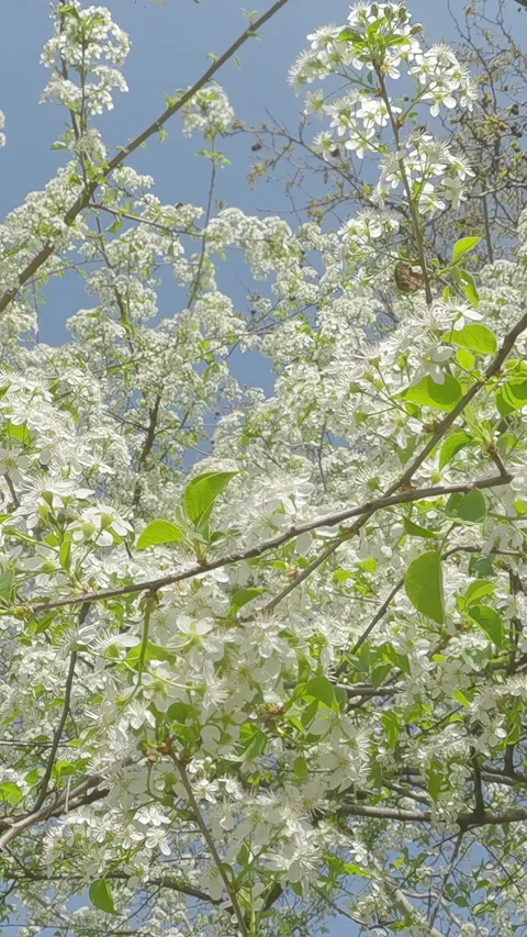 Flowering Mahaleb cherry trees, Prunus mahaleb, around flying bees collecting Stock Footage 314771412