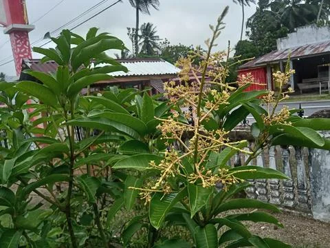 Flowering mango 스톡 사진