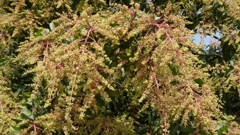 Flowering mango tree 스톡 동영상 333892875