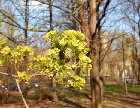 Flowering maple branch on blurry background of park Foto stock