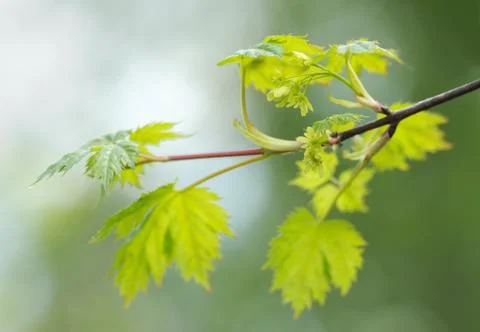 Flowering maple branch in spring Stock Photos
