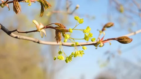 Flowering maple bud Stock Footage 153285669