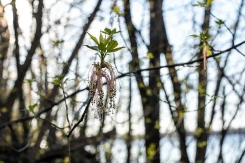 Flowering maple tree catkins in spring Stock Photos