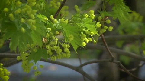 Flowering maple tree Stock Footage 107827226