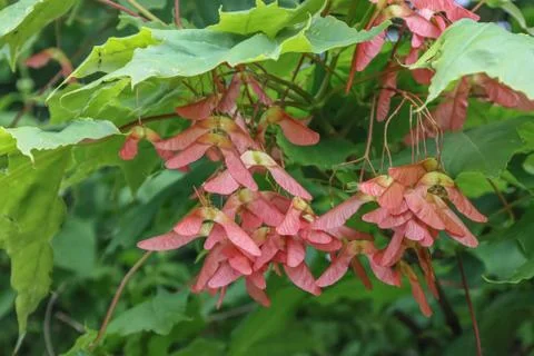 Flowering maple tree seeds. Stock Photos