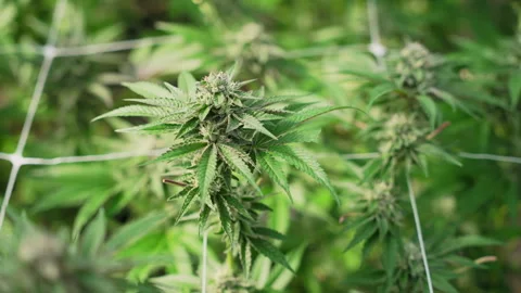 Flowering Marijuana Cola Surrounded by Support Netting Video stock 345180293