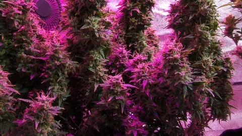  Flowering Marijuana indoors Stock Footage 124772276