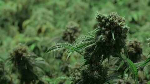 Flowering Marijuana Plants Focus Pull Stock Footage 105378157
