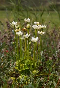 Flowering Marsh grass Stock Photos