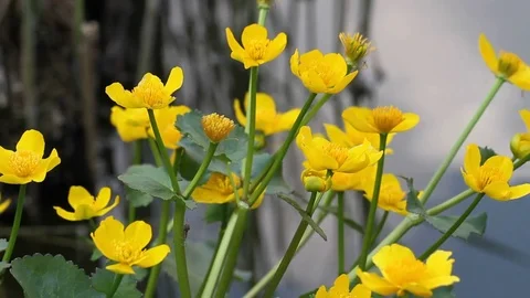 Flowering marsh-marigold Stock Footage 73095277