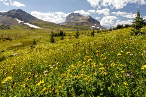 Flowering meadow along the nature trail in the Skoki Mountain area in Banff Nati Stock Photos