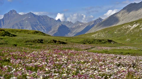 Flowering meadow in the alps Stock Footage 34364434
