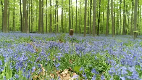 Flowering meadow between trees Stock Footage 96380043