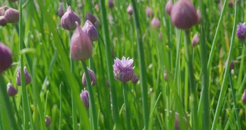 Flowering in the meadow . Stock Footage 131310580