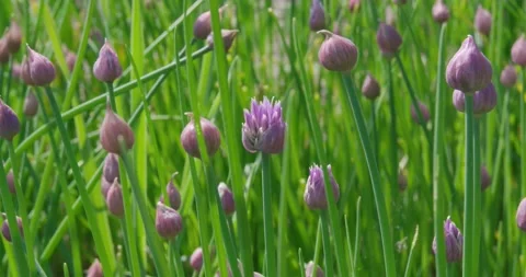 Flowering in the meadow . Stock Footage 131310597