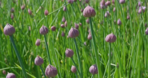 Flowering in the meadow . Stock Footage 131310654
